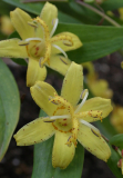 Tricyrtis perfoliata