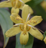 Tricyrtis perfoliata
