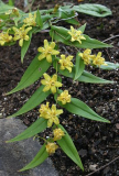 Tricyrtis perfoliata