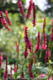 Persicaria ?