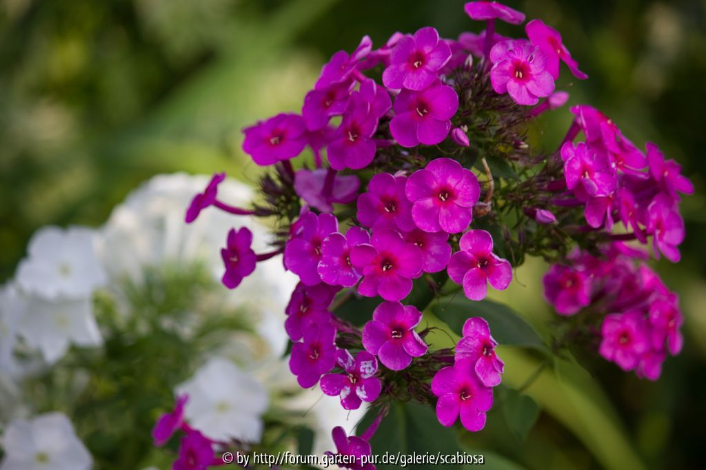 Phlox Nachblüte Sept. 2013