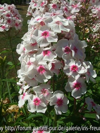 weiß m. pink Auge (evtl. Europa)