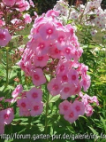 rosa mit pink Auge (evtl. Landhochzeit)