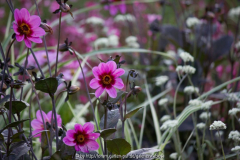 Dahlien öffentlicher Garten