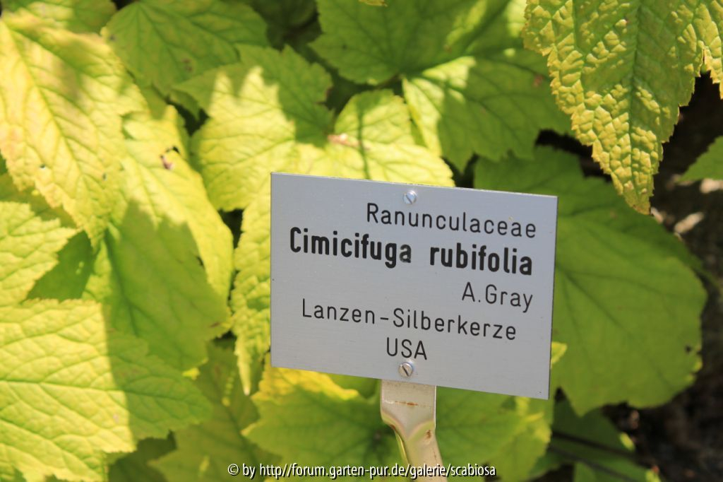 Cimicifuga rubifolia Blatt