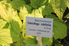 Cimicifuga rubifolia Blatt