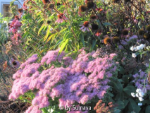 Sedum Herbst