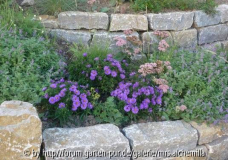 Aster am Mäuerchen