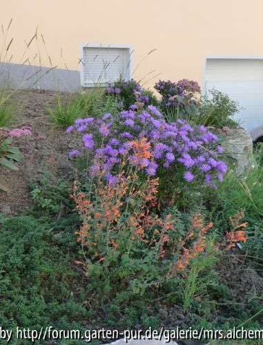 Agastache und Aster