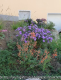 Agastache und Aster