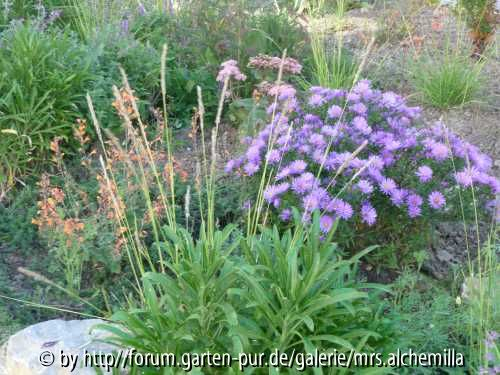 Sesleria m. Aster u Agastache