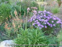 Sesleria m. Aster u Agastache