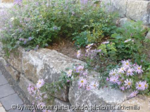 Aster p. Lutetia
