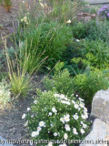 Sesleria m. Aster u. Euphorbia