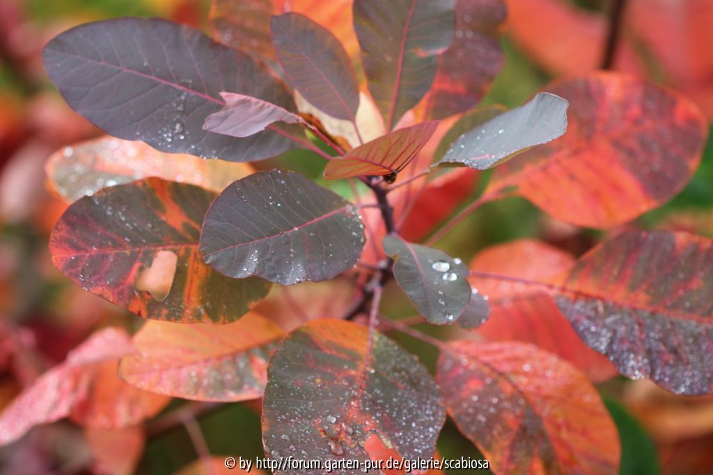 Cotinus Herbstfärbung