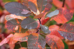 Cotinus Herbstfärbung
