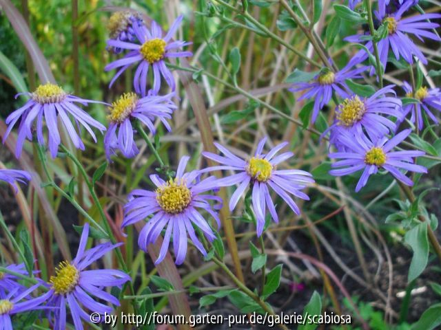 Aster Okt. 2013