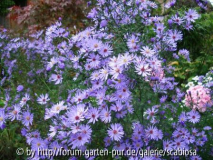 'Little Carlow'