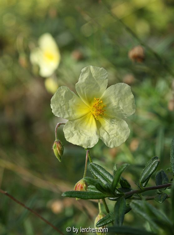 Helianthemum-Hybride (nummularium x appeninum?)
