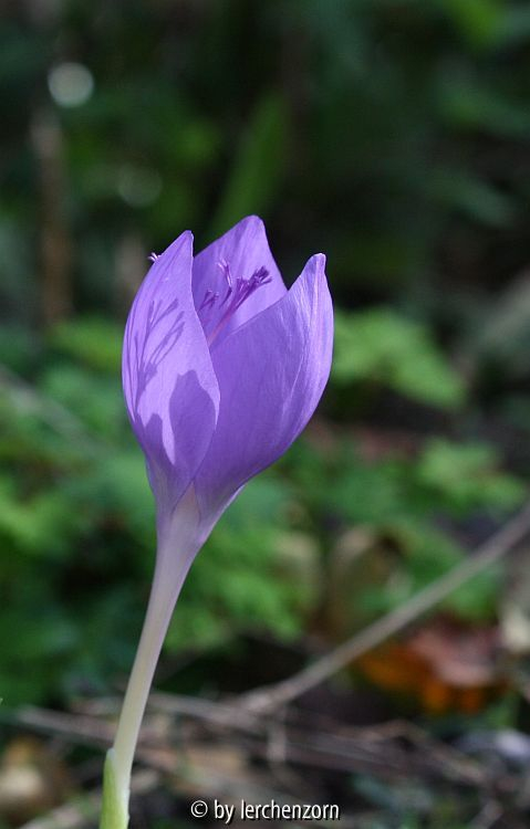 Crocus banaticus