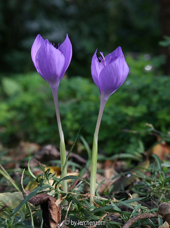 Crocus banaticus