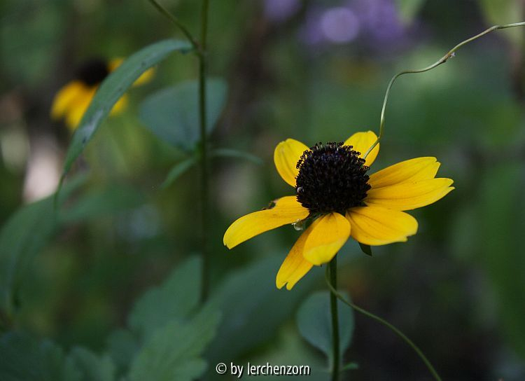 Rudbeckia triloba