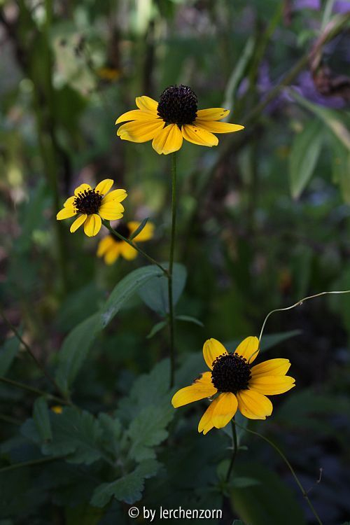 Rudbeckia triloba