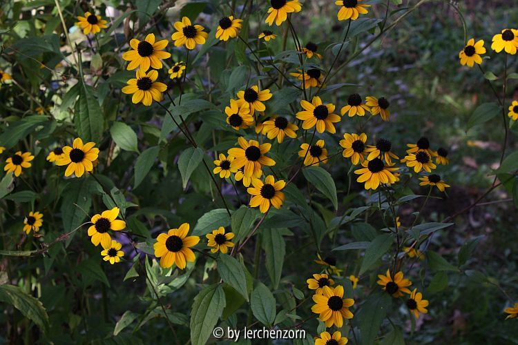 Rudbeckia triloba