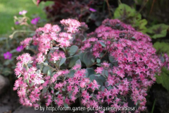 Sedum cauticola