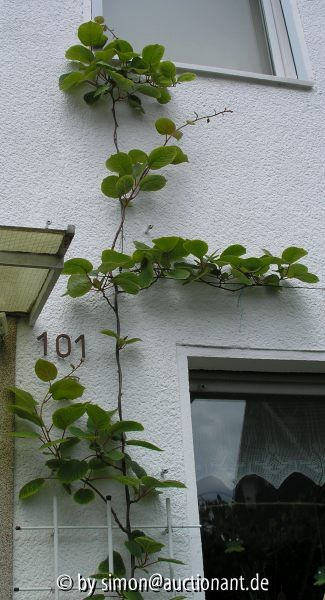 Kiwi gelbe Blätter 2