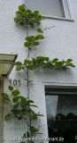 Kiwi Gesamtansicht