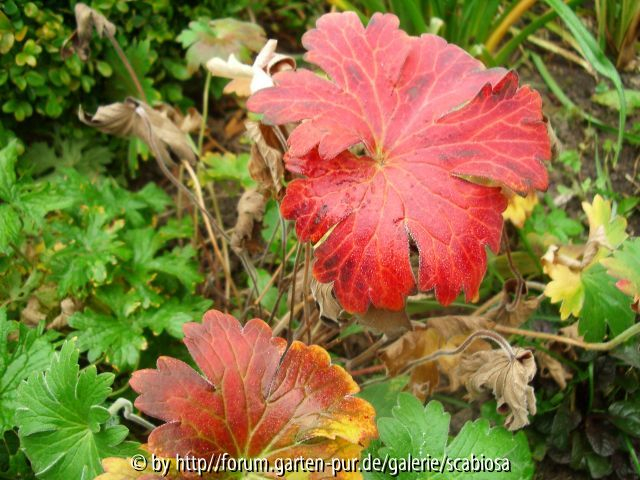 Geranium wlassovianum