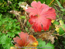 Geranium wlassovianum
