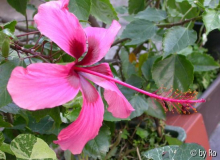 Fiji Island 2011