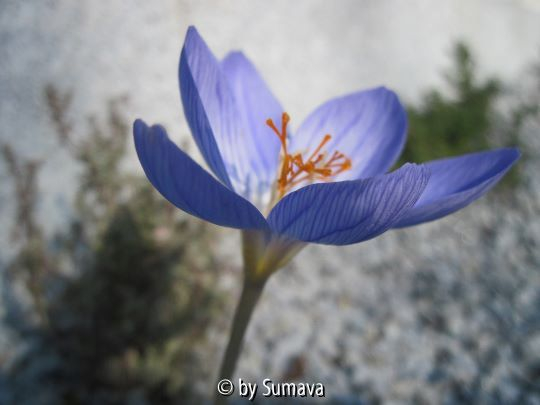Herbstkrokus I