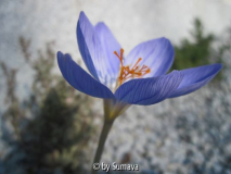 Herbstkrokus I