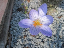 Herbstkrokus II
