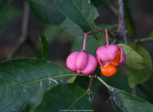 Euonymus europaeus
