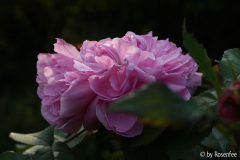 Jacques Cartier im Oktober