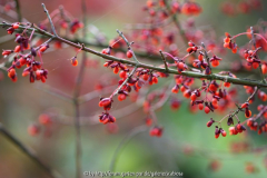 Euonymus Okt. 2013