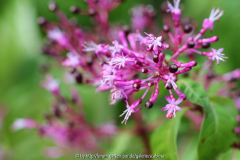Fuchsia paniculata