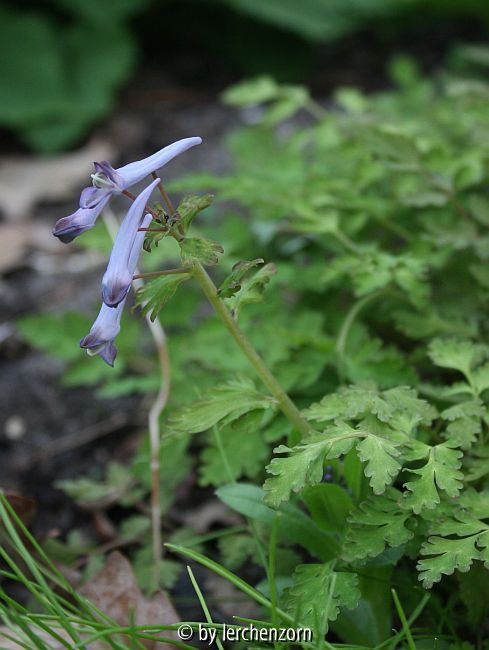 Corydalis cf. temulifolia