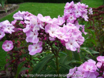 Phlox pan. Okt. 2013
