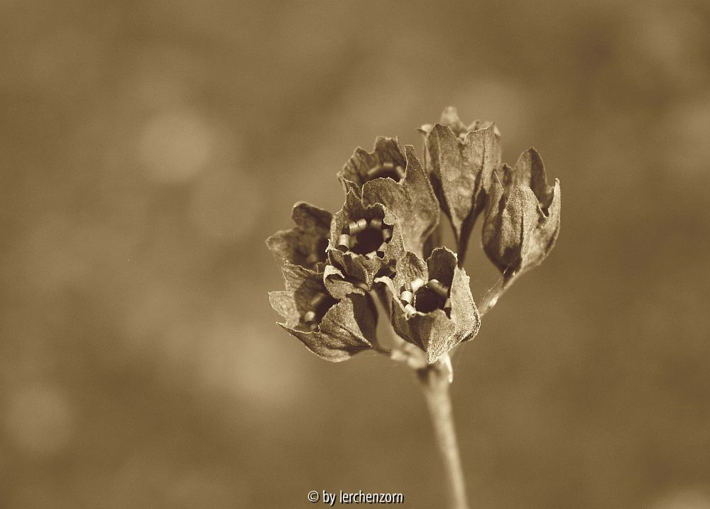 Primula veris Fruchtstand