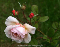 A Shropshire Lad