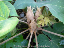 Tetrapanax