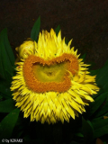 Strohblume(?)