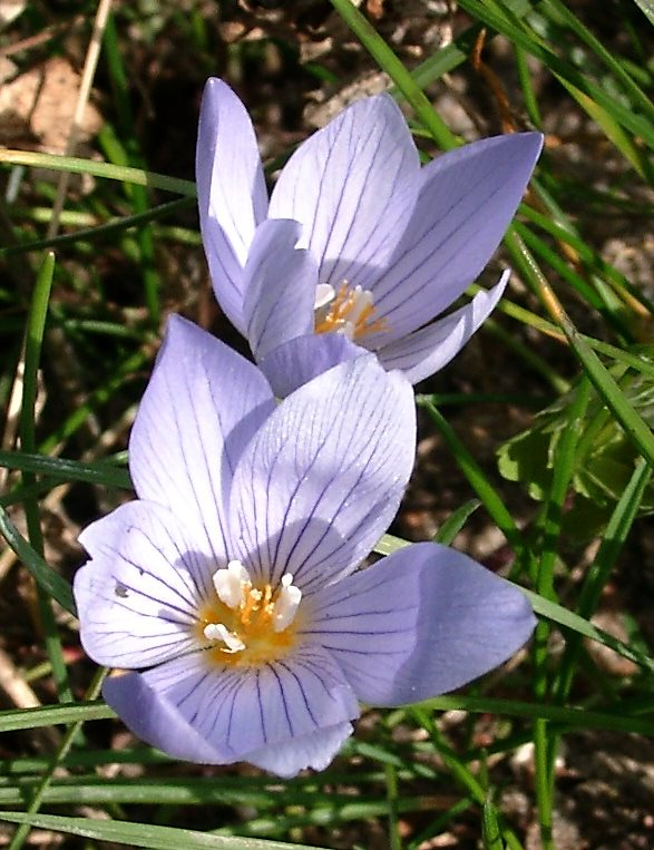 Crocus pulchellus