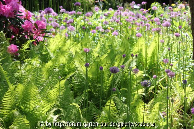 Farn und Allium