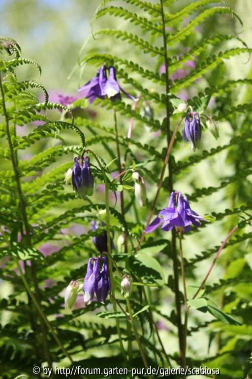 Farn und Aquilegia